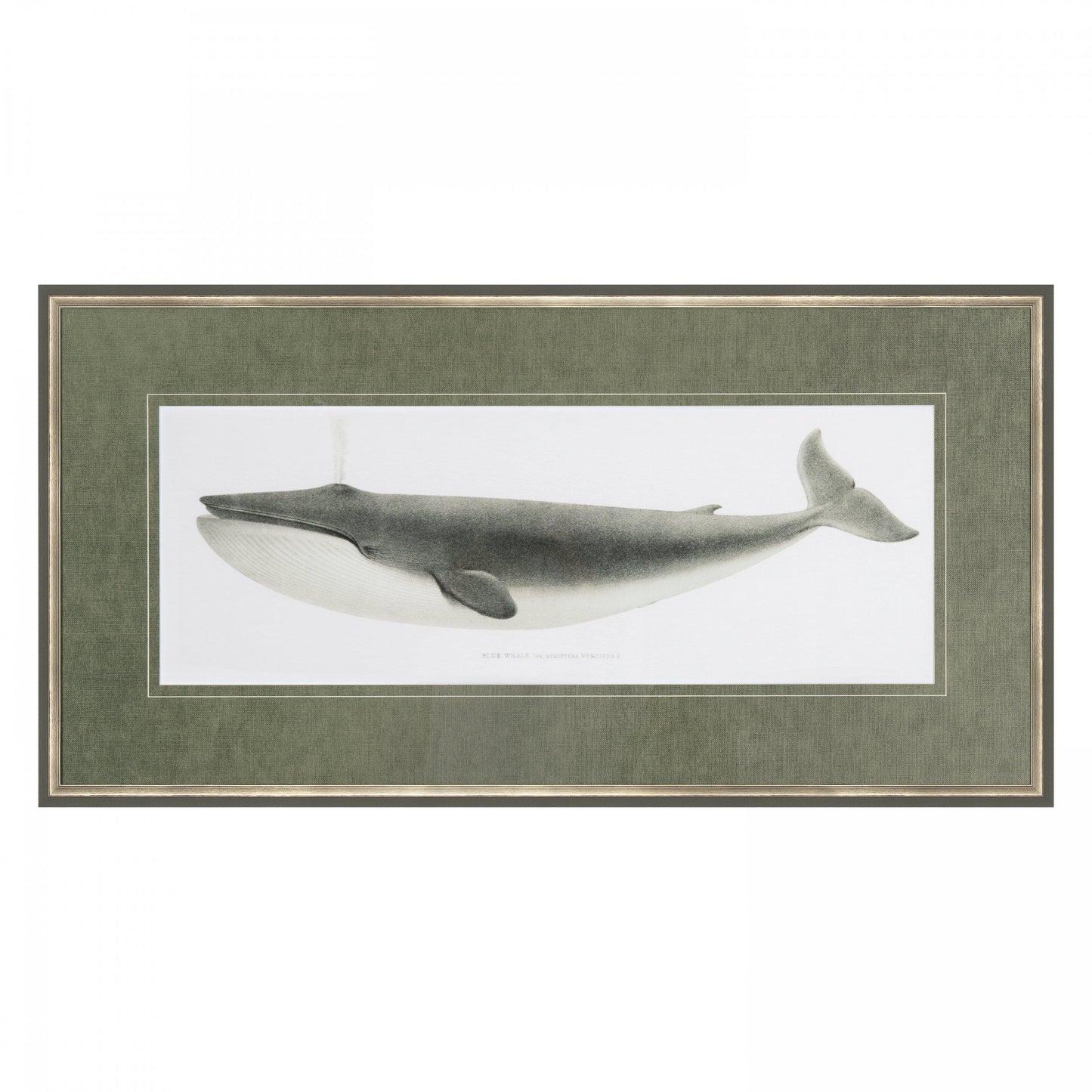 Blue Whale Illustrated Artwork
