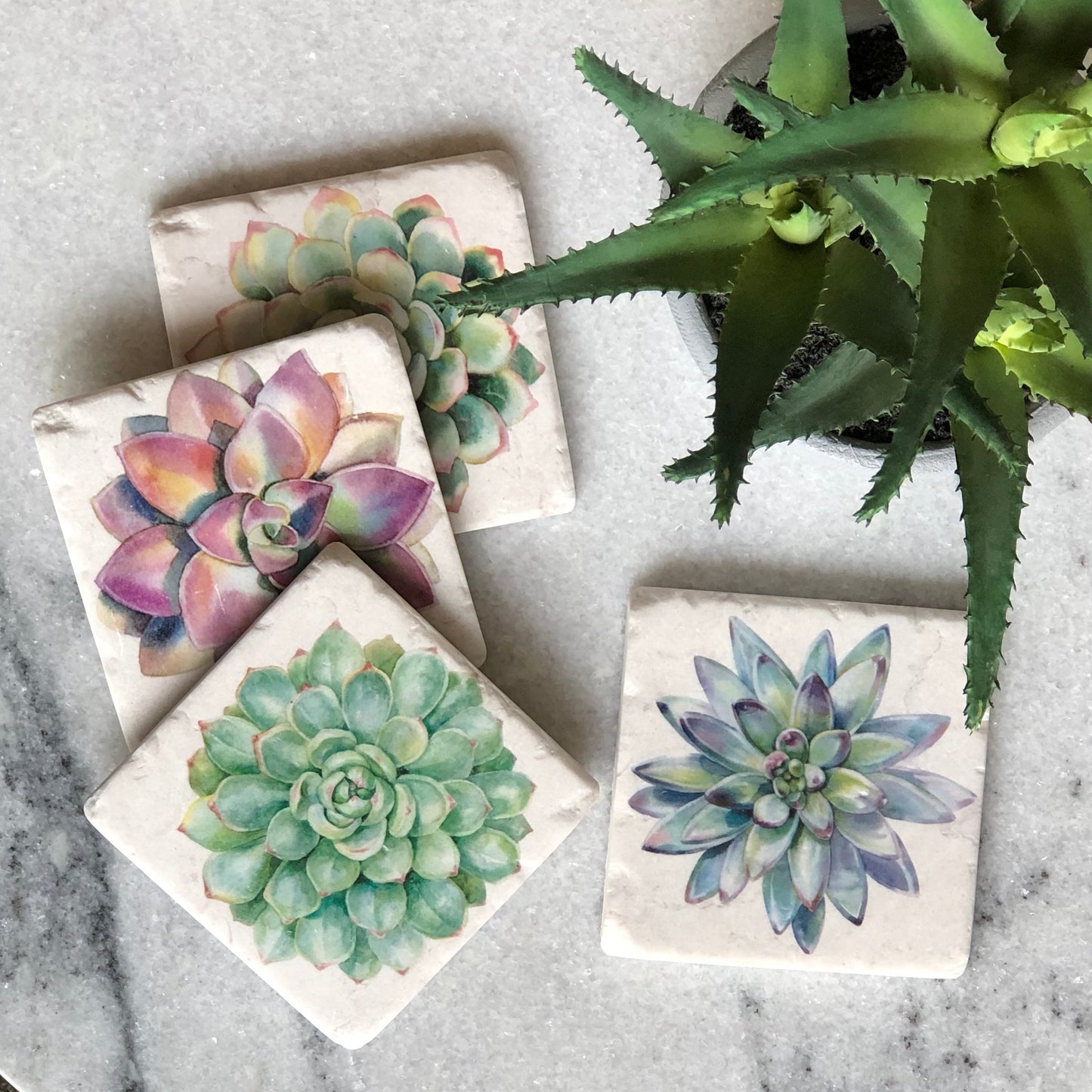 Succulent Coasters - Set of Four