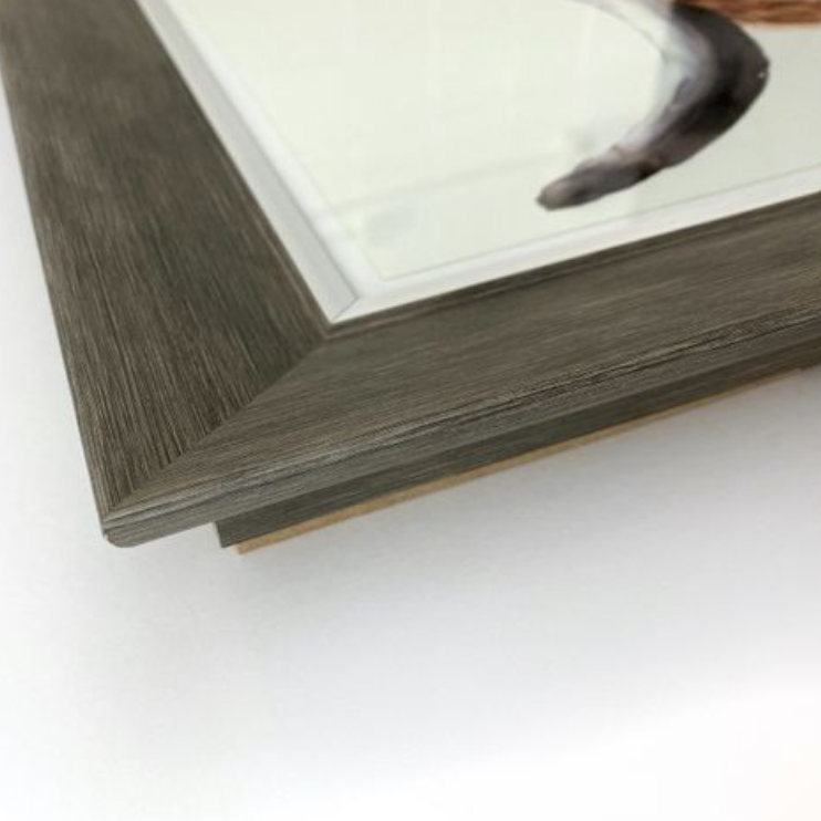 Highland Cow Framed Print