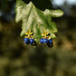 Blueberry Resin Fruit Earrings