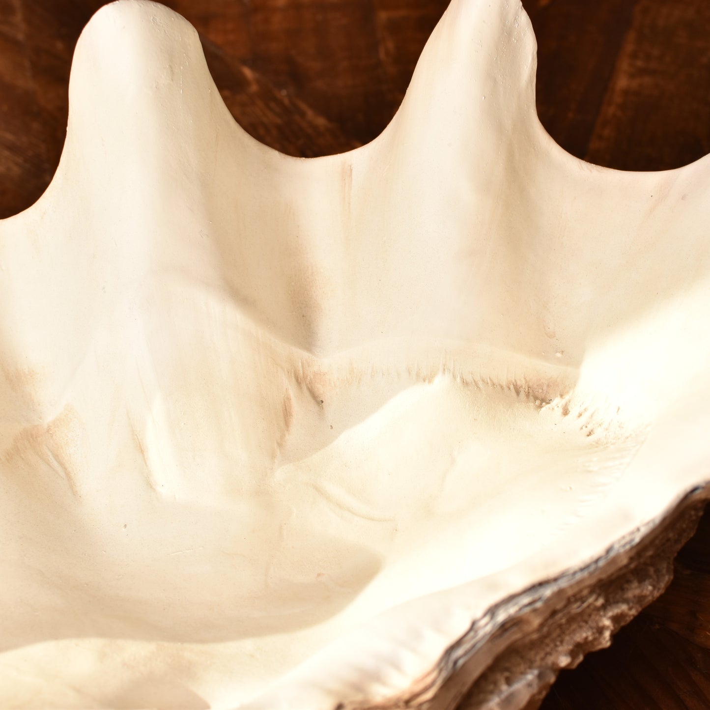 Decorative Clam Bowl - Large