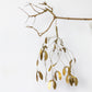 Golden Mistletoe With White Berries