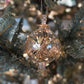 Gatsby Handblown Glass Bauble - Gold & Clear - Large
