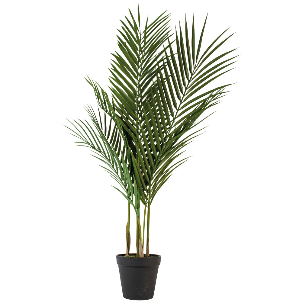 Small Potted Palm